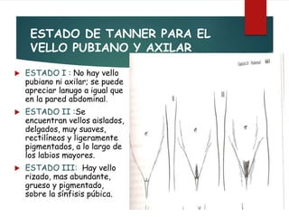 ESTADO DE TANNER PARA EL
VELLO PUBIANO Y AXILAR
 ESTADO I : No hay vello
pubiano ni axilar; se puede
apreciar lanugo a igual que
en la pared abdominal.
 ESTADO II :Se
encuentran vellos aislados,
delgados, muy suaves,
rectilíneos y ligeramente
pigmentados, a lo largo de
los labios mayores.
 ESTADO III: Hay vello
rizado, mas abundante,
grueso y pigmentado,
sobre la sínfisis púbica.
 