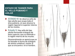 ESTADO DE TANNER PARA
EL VELLO PUBIANO Y
AXILAR
 ESTADO IV: Se observa vello de
tipo adulto que ocupa toda el
área pubiana, sin que alcance la
región inguinal ni superior interna
de los muslos.
 Estado V: Hay vello de tipo
adulto formando triángulo de
base superior, que se extiende a
la región interna de los muslos.
Ocasionalmente se aprecia que se
ha tomado la forma de triángulo
de vértice umbilical, similar al
que se encuentra en el hombre .
 