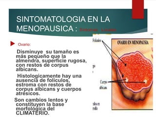 SINTOMATOLOGIA EN LA
MENOPAUSICA : Síntomas Locales
 Ovario:
Disminuye su tamaño es
más pequeño que la
almendra, superficie rugosa,
con restos de corpus
albicans.
Histologicamente hay una
ausencia de folículos,
estroma con restos de
corpus albicans y cuerpos
atrésicos.
Son cambios lentos y
constituyen la base
morfológica del
CLIMATERIO.
 