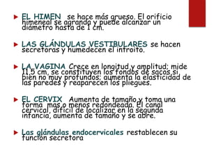  EL HIMEN se hace más grueso. El orificio
himeneal se agranda y puede alcanzar un
diámetro hasta de 1 cm.
 LAS GLÁNDULAS VESTIBULARES se hacen
secretoras y humedecen el introito.
 LA VAGINA Crece en longitud y amplitud; mide
11,5 cm, se constituyen los fondos de sacos si
bien no muy profundos; aumenta la elasticidad de
las paredes y reaparecen los pliegues.
 EL CERVIX Aumenta de tamaño y toma una
forma mas o menos redondeada. El canal
cervical, difícil de localizar en la segunda
infancia, aumenta de tamaño y se abre.
 Las glándulas endocervicales restablecen su
función secretora
 