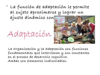 Adaptación
• La función de adaptación le permite
al sujeto aproximarse y lograr un
ajuste dinámico con el medio.
La Organización y la Adaptación son funciones
fundamentales que intervienen y son constantes
en el proceso de desarrollo cognitivo.
Ambas son elementos indisociables.
 