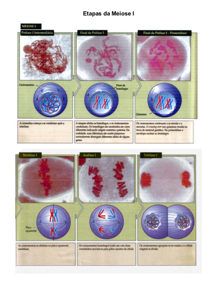 Uma Celula Com Genotipo Aa Origina Ao Fim Da Meiose