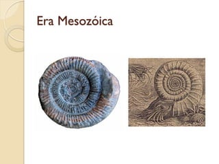 Era Mesozóica
 