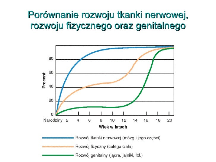 Etapy rozwoju człowieka