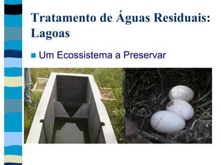 Tratamento de Águas Residuais:
Lagoas
 Um Ecossistema a Preservar
 