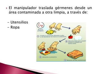 El manipulador traslada gérmenes desde un
área contaminada a otra limpia, a través de:
- Utensilios
- Ropa
 