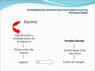 Esporas


 Germinacion y
multiplicacion en
  el alimento        Paralisis flacida


Produccion de       Toxina llega a las
    toxinas             neuronas


    ingesta         Toxina en sangre
 