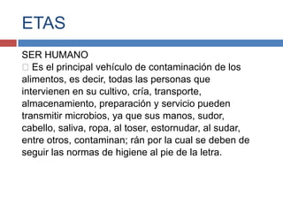 ETAS
SER HUMANO
Es el principal vehículo de contaminación de los
alimentos, es decir, todas las personas que
intervienen en su cultivo, cría, transporte,
almacenamiento, preparación y servicio pueden
transmitir microbios, ya que sus manos, sudor,
cabello, saliva, ropa, al toser, estornudar, al sudar,
entre otros, contaminan; rán por la cual se deben de
seguir las normas de higiene al pie de la letra.
 