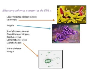 Microorganismos causantes de ETA s
Los principales patógenos son :
Salmonella
Shigella
Staphylococcus aureus
Clostridium perfringens
Bacillus cereus
Campylobacter jejuni
Escherichia coli
Vibrio cholerae
Hongos
 