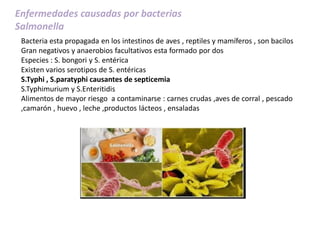 Enfermedades causadas por bacterias
Salmonella
Bacteria esta propagada en los intestinos de aves , reptiles y mamíferos , son bacilos
Gran negativos y anaerobios facultativos esta formado por dos
Especies : S. bongori y S. entérica
Existen varios serotipos de S. entéricas
S.Typhi , S.paratyphi causantes de septicemia
S.Typhimurium y S.Enteritidis
Alimentos de mayor riesgo a contaminarse : carnes crudas ,aves de corral , pescado
,camarón , huevo , leche ,productos lácteos , ensaladas
 