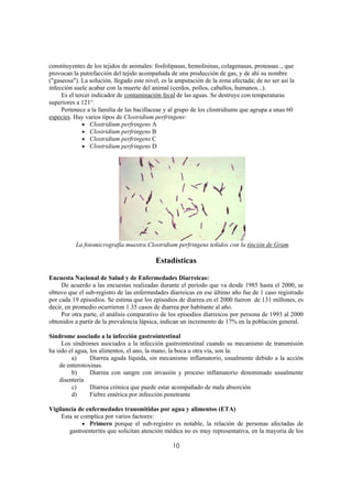 constituyentes de los tejidos de animales: fosfolipasas, hemolisinas, colagenasas, proteasas.., que
provocan la putrefacción del tejido acompañada de una producción de gas, y de ahí su nombre
("gaseosa"). La solución, llegado este nivel, es la amputación de la zona afectada; de no ser así la
infección suele acabar con la muerte del animal (cerdos, pollos, caballos, humanos...).
     Es el tercer indicador de contaminación fecal de las aguas. Se destruye con temperaturas
superiores a 121°.
     Pertenece a la familia de las bacillaceae y al grupo de los clostridiums que agrupa a unas 60
especies. Hay varios tipos de Clostridium perfringens:
              • Clostridium perfringens A
              • Clostridium perfringens B
              • Clostridium perfringens C
              • Clostridium perfringens D




          La fotomicrografía muestra Clostridium perfringens teñidos con la tinción de Gram

                                           Estadísticas

Encuesta Nacional de Salud y de Enfermedades Diarreicas:
     De acuerdo a las encuestas realizadas durante el período que va desde 1985 hasta el 2000, se
obtuvo que el sub-registro de las enfermedades diarreicas en ese último año fue de 1 caso registrado
por cada 19 episodios. Se estima que los episodios de diarrea en el 2000 fueron de 131 millones, es
decir, en promedio ocurrieron 1.35 casos de diarrea por habitante al año.
     Por otra parte, el análisis comparativo de los episodios diarreicos por persona de 1993 al 2000
obtenidos a partir de la prevalencia lápsica, indican un incremento de 17% en la población general.

Síndrome asociado a la infección gastrointestinal
     Los síndromes asociados a la infección gastrointestinal cuando su mecanismo de transmisión
ha sido el agua, los alimentos, el ano, la mano, la boca u otra vía, son la:
         a)      Diarrea aguda líquida, sin mecanismo inflamatorio, usualmente debido a la acción
    de enterotoxinas.
         b)      Diarrea con sangre con invasión y proceso inflamatorio denominado usualmente
    disentería
         c)      Diarrea crónica que puede estar acompañado de mala absorción
         d)      Fiebre entérica por infección penetrante

Vigilancia de enfermedades transmitidas por agua y alimentos (ETA)
     Esta se complica por varios factores:
              • Primero porque el sub-registro es notable, la relación de personas afectadas de
        gastroenteritis que solicitan atención médica no es muy representativa, en la mayoría de los

                                                  10
 