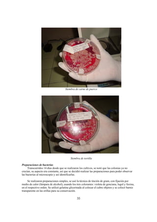 Siembra de carne de puerco




                                            Siembra de tortilla

Preparaciones de bacterias
     Transcurridos 14 días desde que se realizaron los cultivos, se notó que las colonias ya no
crecían, su aspecto era constante, así que se decidió realizar las preparaciones para poder observar
las bacterias al microscopio y así identificarlas.

     Se realizaron preparaciones simples, se usó la técnica de tinción de gram, con fijación por
medio de calor (lámpara de alcohol), usando los tres colorantes: violeta de genciana, lugol y fuxina,
en el respectivo orden. Se utilizó gelatina glicerinada al colocar el cubre objetos y se colocó barniz
transparente en las orillas para su conservación.

                                                  35
 