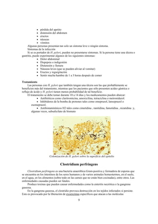 •   pérdida del apetito
             •   distensión del abdomen
             •   eructos
             •   náuseas
             •   vómitos
     Algunas personas presentan tan solo un síntoma leve o ningún síntoma.
     Síntomas de la infección
     Si se es portador de H. pylori, pueden no presentarse síntomas. Si la persona tiene una úlcera o
gastritis, puede experimentar algunos de los siguientes síntomas:
              • Dolor abdominal
              • Dispepsia o indigestión
              • Distensión y llenura
              • Náuseas leves (que se pueden aliviar al vomitar)
              • Eructos y regurgitación
              • Sentir mucha hambre de 1 a 3 horas después de comer

Tratamiento
     Las personas con H. pylori que también tengan una úlcera son las que probablemente se
beneficien más del tratamiento, mientras que los pacientes que sólo presenten acidez gástrica o
reflujo de ácido y H. pylori tienen menos probabilidad de tal beneficio.
     El tratamiento se debe tomar durante 10 a 14 días y los medicamentos pueden abarcar:
              • Antibióticos como claritromicina, amoxicilina, tetraciclina o metronidazol.
              • Inhibidores de la bomba de protones tales como omeprazol, lansoprazol o
         esomeprazol.
              • Antihistaminínicos H2 tales como cimetidina , ranitidina, famotidina , nizatidina y,
         algunas veces, subsalicilato de bismuto




                        Colonización de H. pylori sobre la superficie del epitelio

                                  Clostridium perfringens
     Clostridium perfringens es una bacteria anaeróbica Gram-positiva y formadora de esporas que
se encuentra en los intestinos de los seres humanos y de varios animales homeotermos, en el suelo,
en el agua, en los alimentos (sobre todo en las carnes que no están bien cocinadas), entre otros. Las
enfermedades causadas pueden ser fatales.
     Produce toxinas que pueden causar enfermedades como la enteritis necrótica o la gangrena
gaseosa.
     En la gangrena gaseosa, el clostridio provoca destrucción en los tejidos infectados si persiste.
Esto es provocado por la liberación de exoenzimas específicos que atacan a las moléculas

                                                  9
 