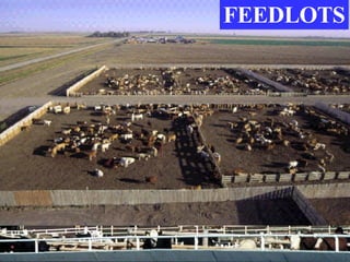 FEEDLOTS 