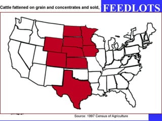 FEEDLOTS                                                                                                                                                                           