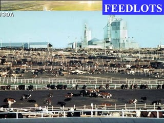 FEEDLOTS 