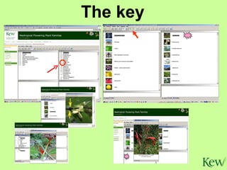 The key 