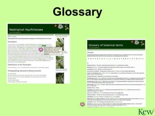 Glossary 