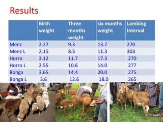 Community-based sheep breeding in Ethiopia: Attractive approach to low input systems