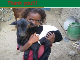 Community-based sheep breeding in Ethiopia: Attractive approach to low input systems