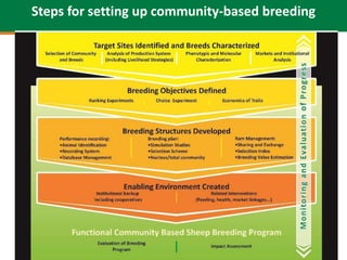 Community-based sheep breeding in Ethiopia: Attractive approach to low input systems