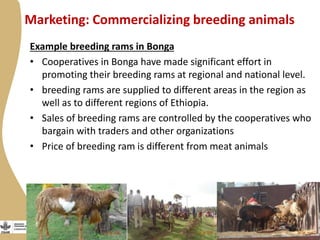 Enabling environment for success of sheep breeding programs