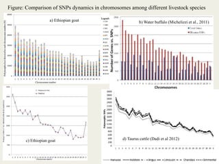 Insights into the genetic diversity and structure of indigenous ovi-caprine populations in Ethiopia