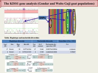 Insights into the genetic diversity and structure of indigenous ovi-caprine populations in Ethiopia