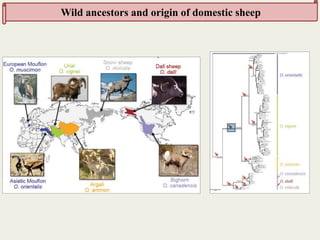 Insights into the genetic diversity and structure of indigenous ovi-caprine populations in Ethiopia