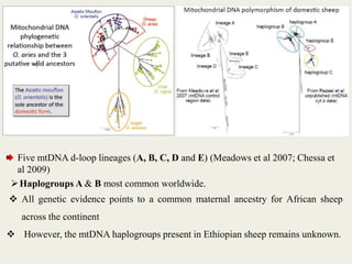 Insights into the genetic diversity and structure of indigenous ovi-caprine populations in Ethiopia