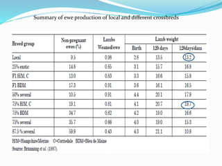 Small ruminant research and development in Ethiopia 