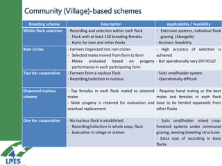 Breeding schemes for sustainable small ruminant genetic improvement in Ethiopia