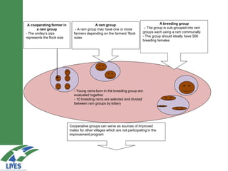 Breeding schemes for sustainable small ruminant genetic improvement in Ethiopia