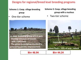Breeding schemes for sustainable small ruminant genetic improvement in Ethiopia