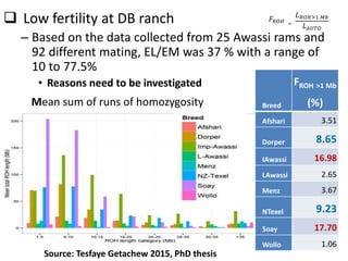 Sheep crossbreeding in Ethiopia