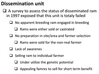 Sheep crossbreeding in Ethiopia