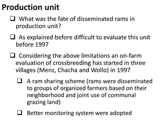 Sheep crossbreeding in Ethiopia