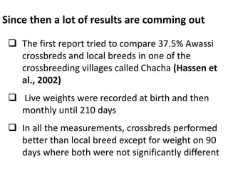 Sheep crossbreeding in Ethiopia