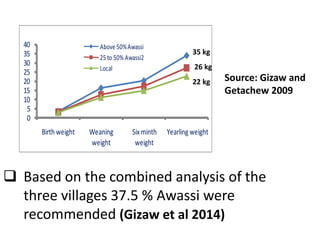 Sheep crossbreeding in Ethiopia