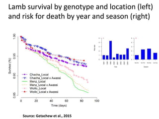 Sheep crossbreeding in Ethiopia