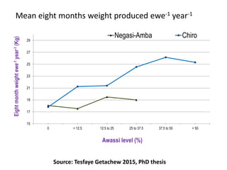 Sheep crossbreeding in Ethiopia