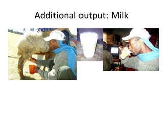 Sheep crossbreeding in Ethiopia