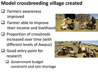 Sheep crossbreeding in Ethiopia