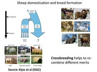 Sheep crossbreeding in Ethiopia