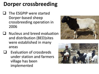 Sheep crossbreeding in Ethiopia