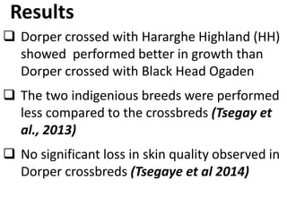 Sheep crossbreeding in Ethiopia