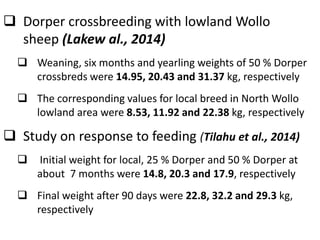 Sheep crossbreeding in Ethiopia