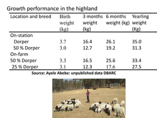 Sheep crossbreeding in Ethiopia