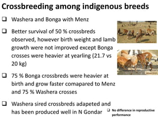 Sheep crossbreeding in Ethiopia