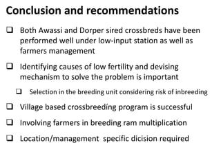 Sheep crossbreeding in Ethiopia